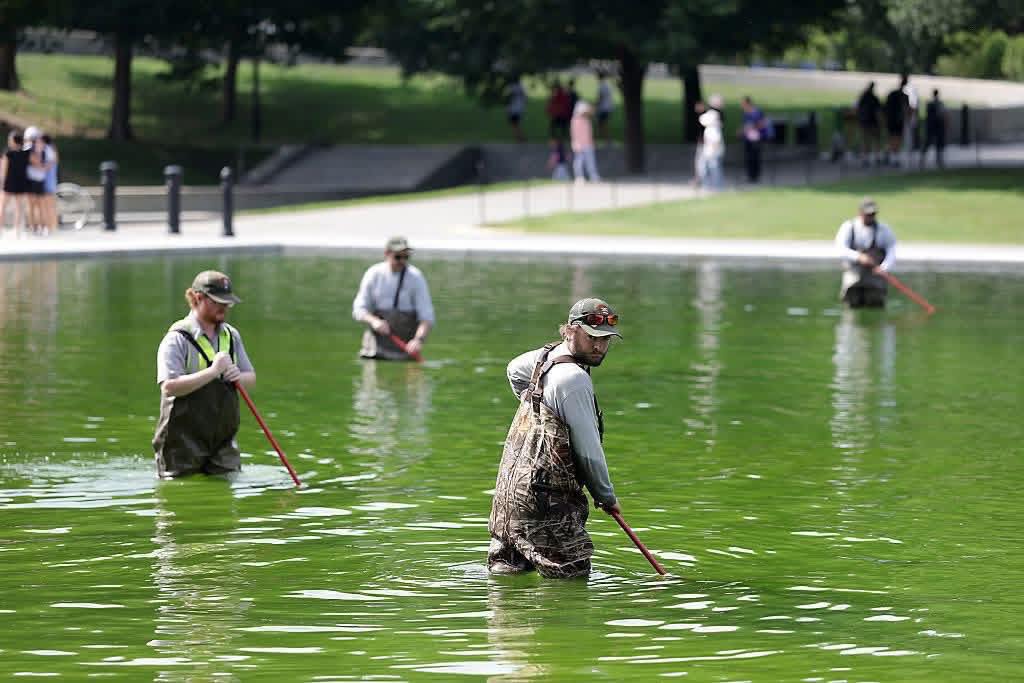 These are the photos of the reflection pool one week after