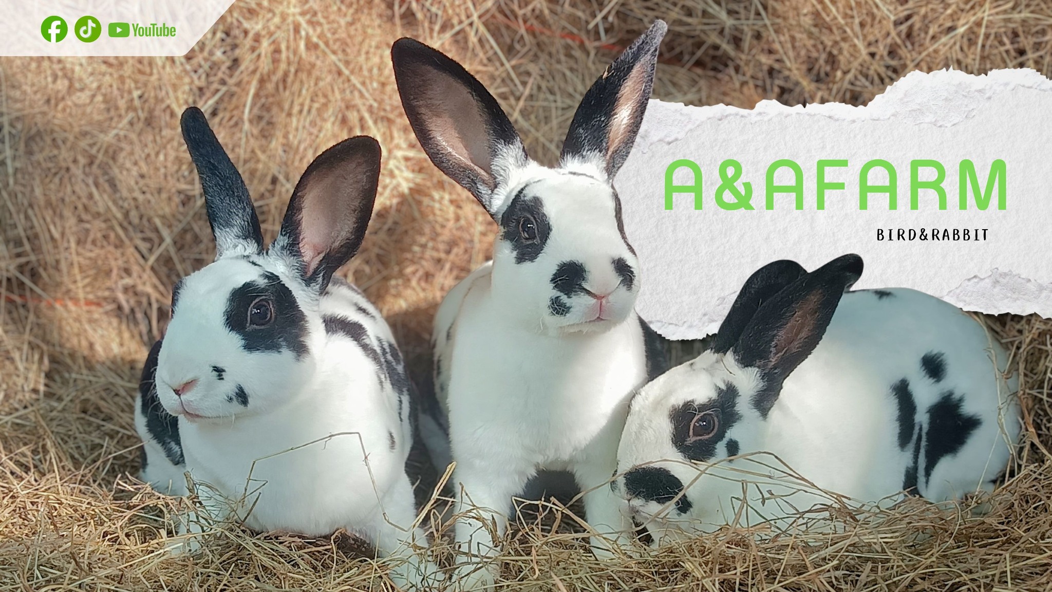 ฟาร์มกระต่ายA&Afarm | Si That