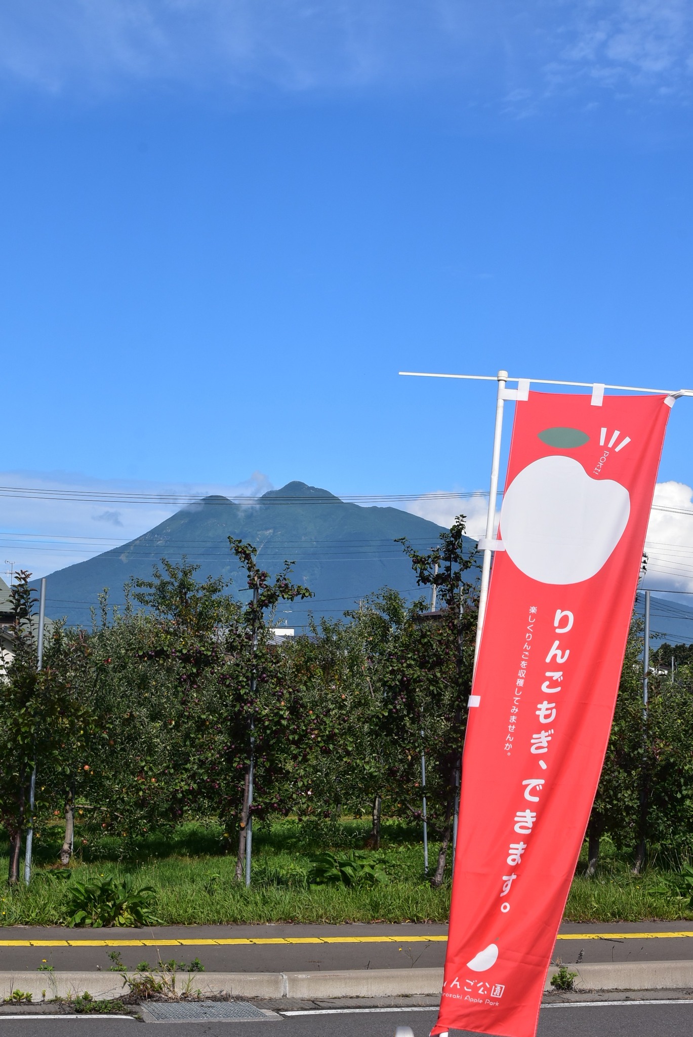 りんごの収穫体験、開催中🍎 弘前市りんご公園(清水富田字寺沢)にて