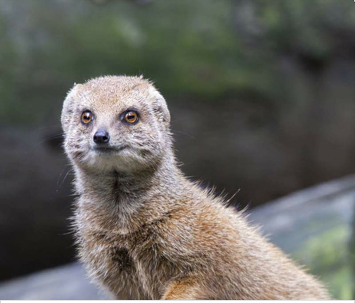 Mongoose native to Africa and Asia, not Jamaica