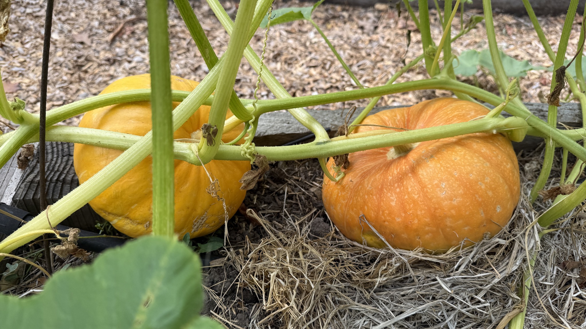 2026 Gardening... - UC Sacramento County Master Gardeners | Facebook