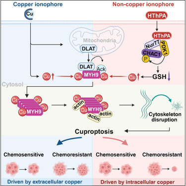 Now online! Copper ion-induced MYH9 polymerization executes cuproptosis: Copper binding drives MYH9 polymerization, triggering cytoskeletal collapse and cuproptosis. HThPA releases intracellular copper through glutathione depletion, exposing a 