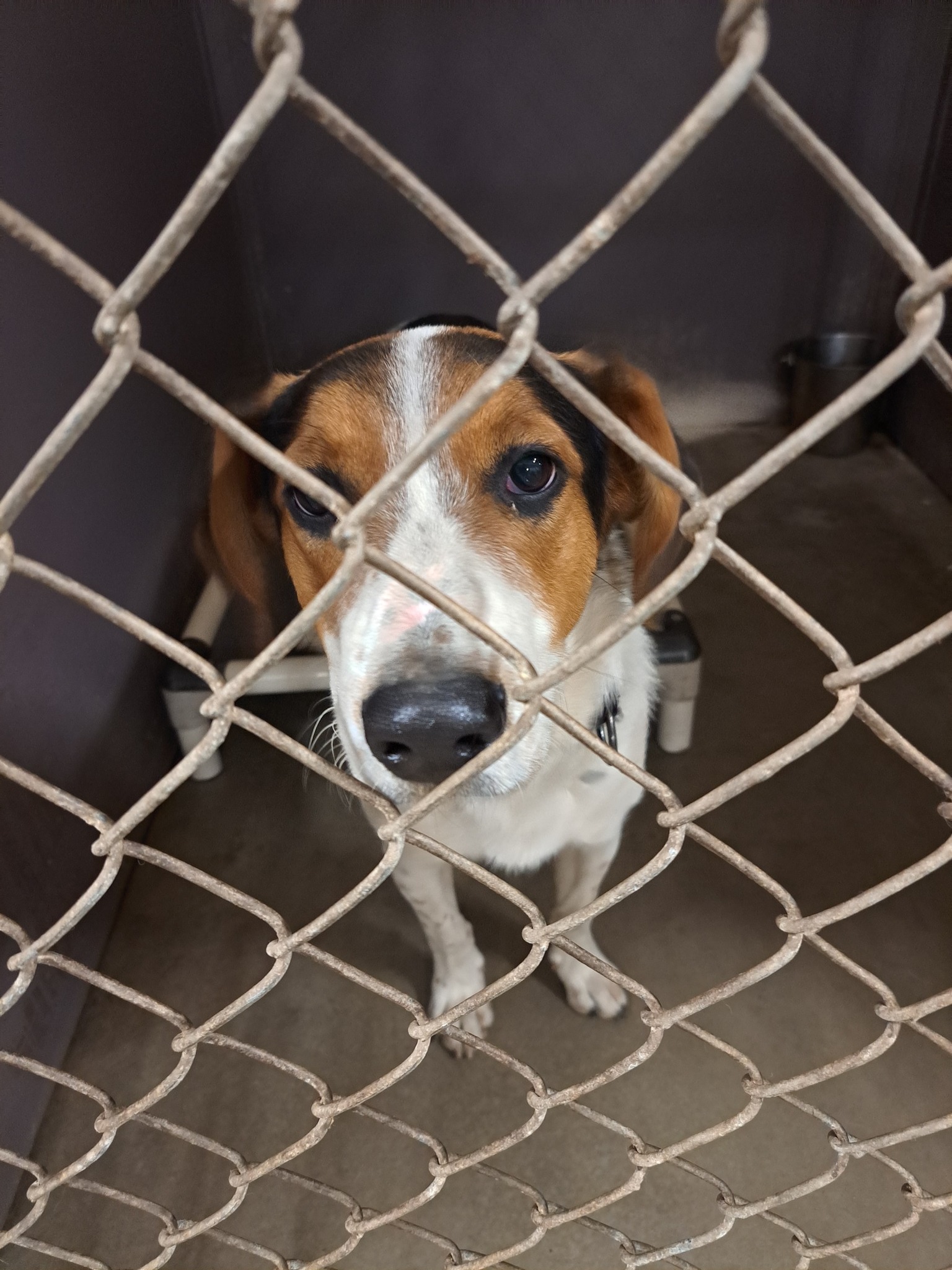 Hope Pet Rescue Center - Say hello to Mr. Oliver. Ollie is 14 years ...