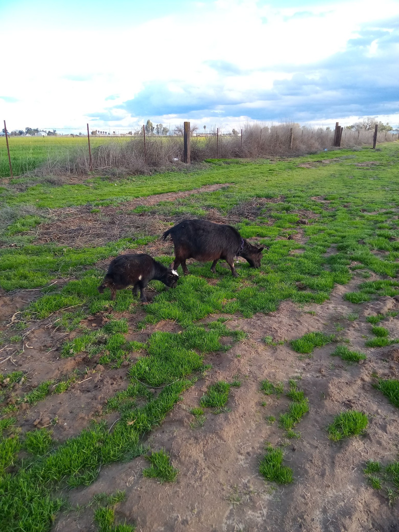 Moonlight Ranch | Stevinson CA