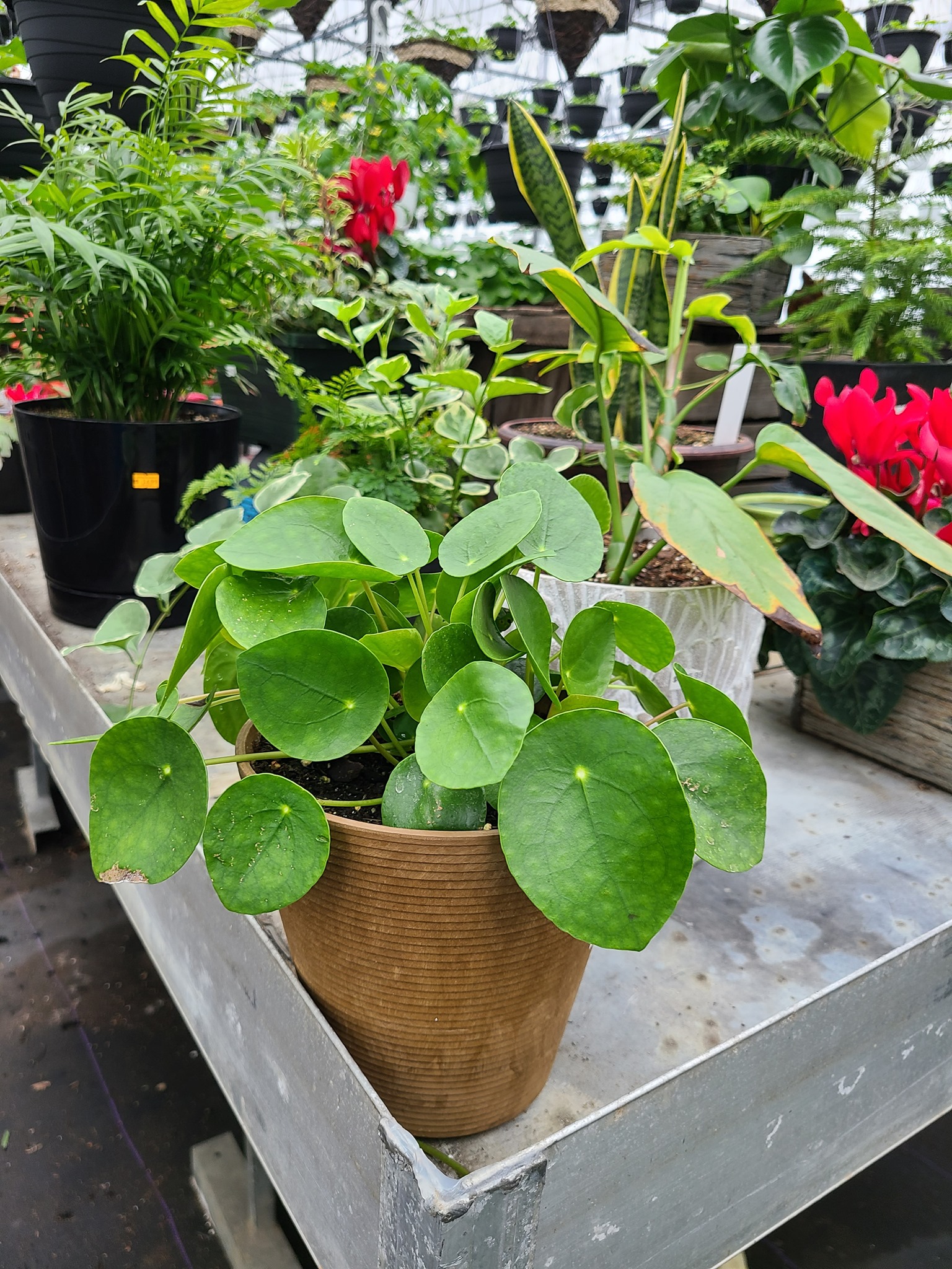 Sterling Run Greenhouse Mount Orab OH