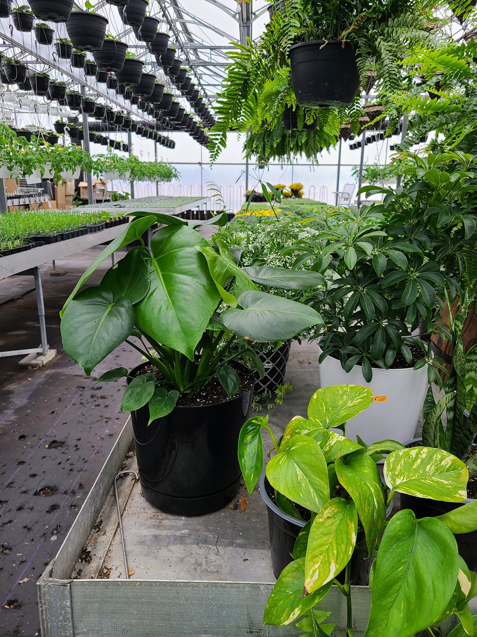 Sterling Run Greenhouse Mount Orab OH