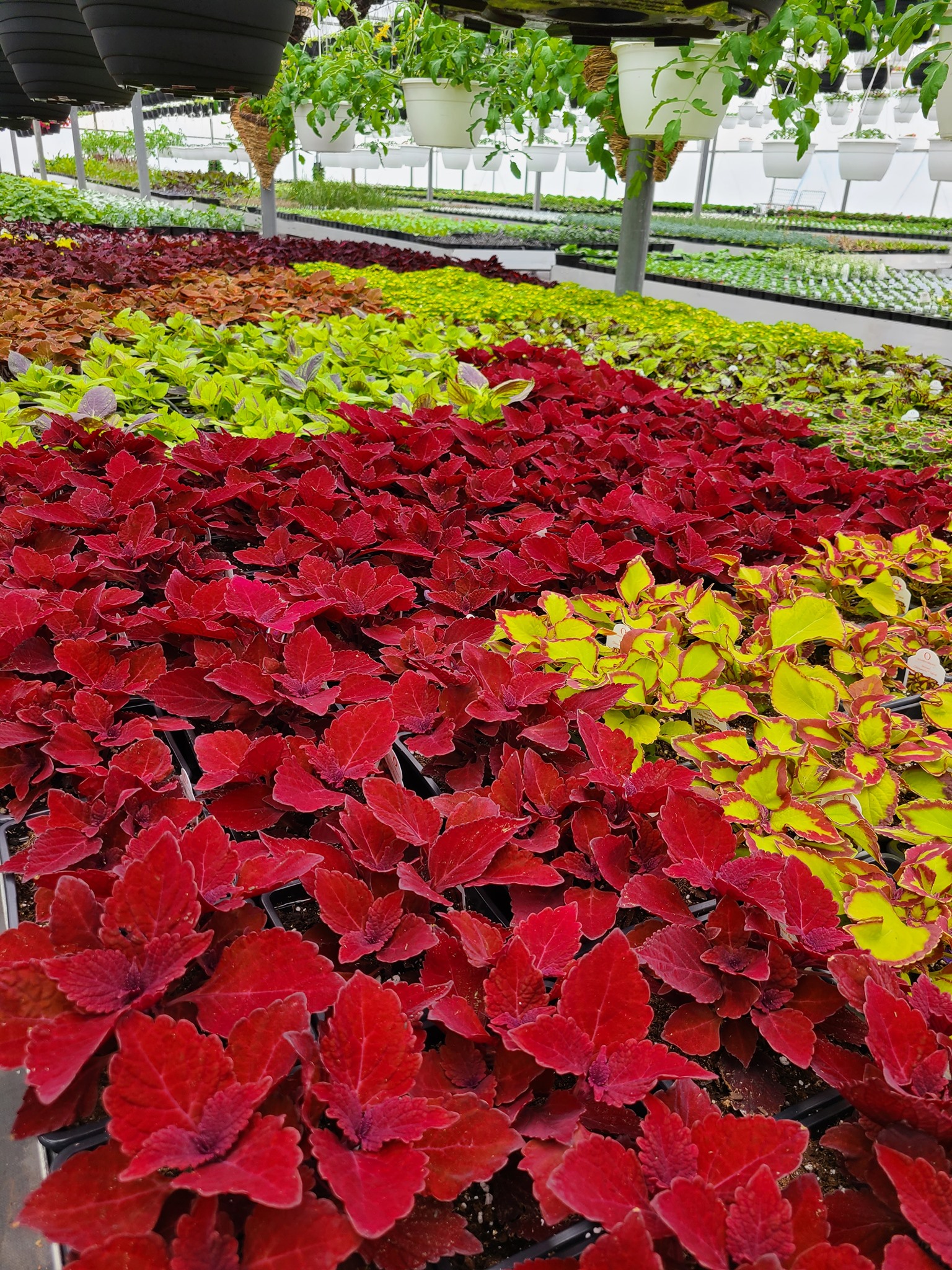 Sterling Run Greenhouse Mount Orab OH