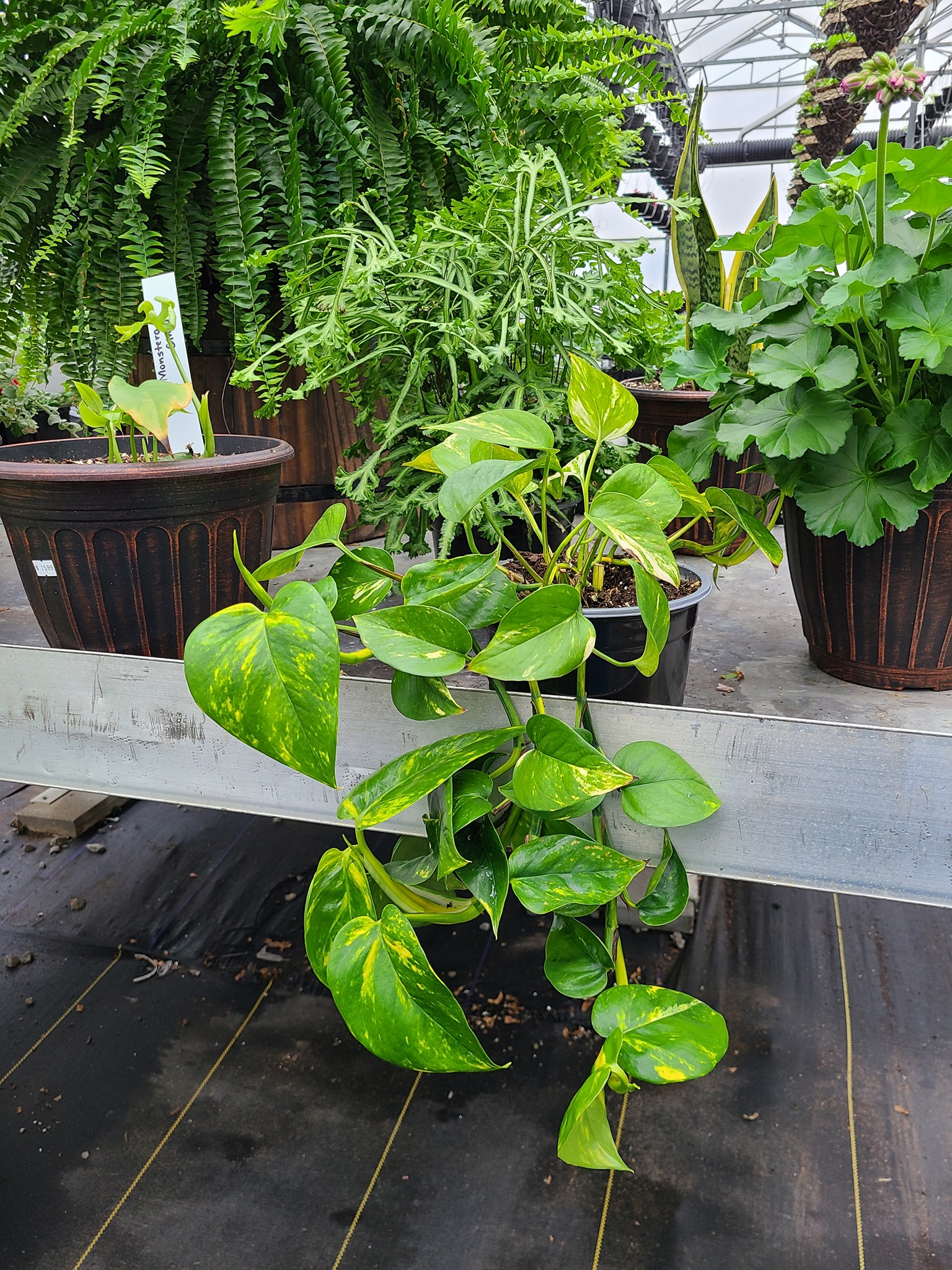 Sterling Run Greenhouse Mount Orab OH