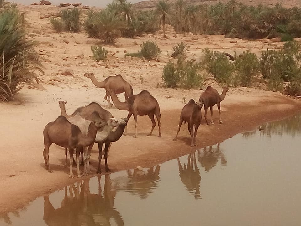 nature-et-animaux-moghrar