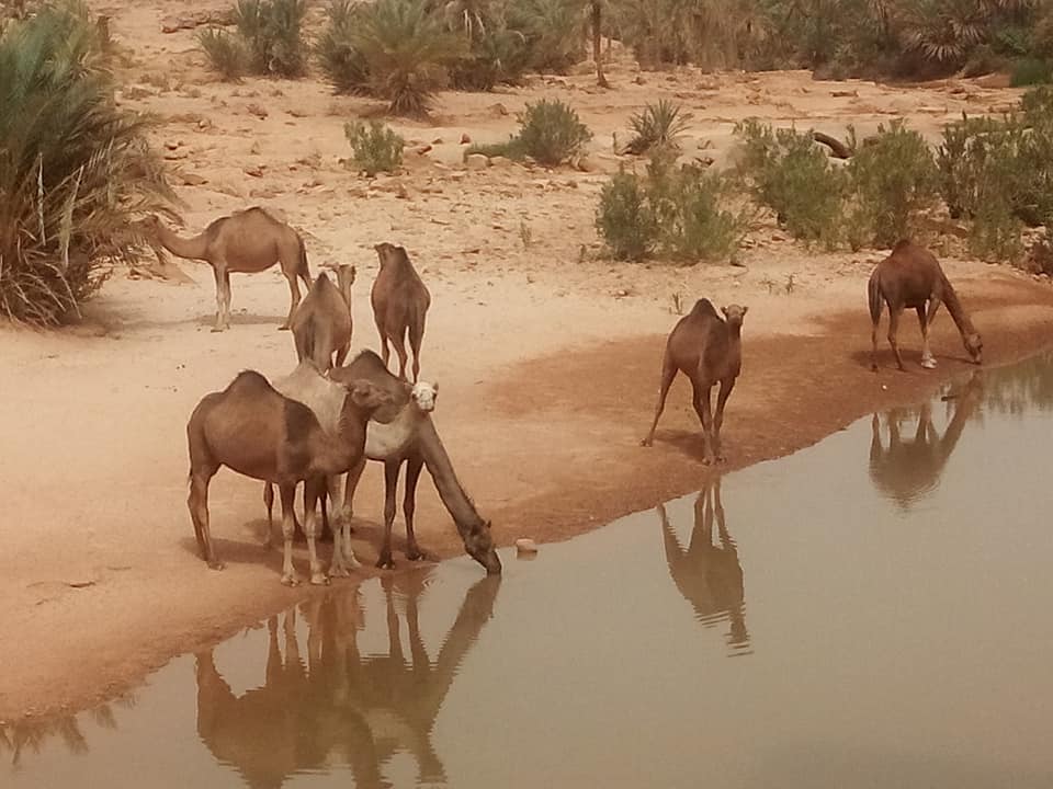 nature-et-animaux-moghrar