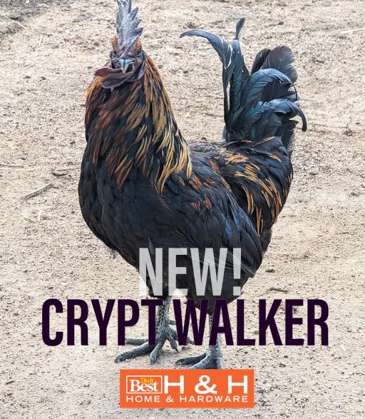 H & - 🐓🪦💀 NEW for 2026 💀🪦🐓 THE CRYPT WALKER •PULLETS! (Female) •Easter ...