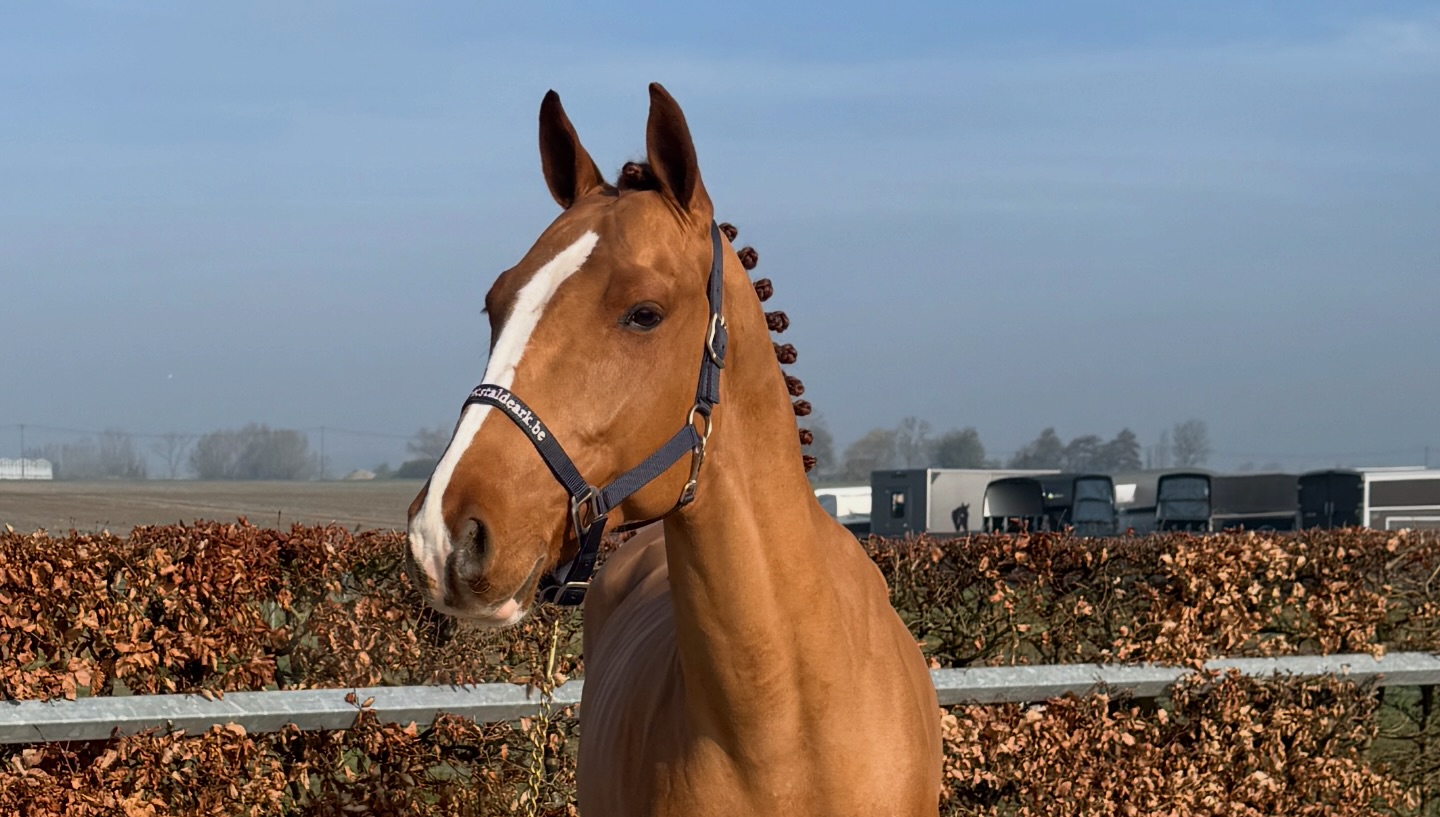Cazzano ✨ (Casallo Z x Zidane) Talented and easy-going 5-year-old