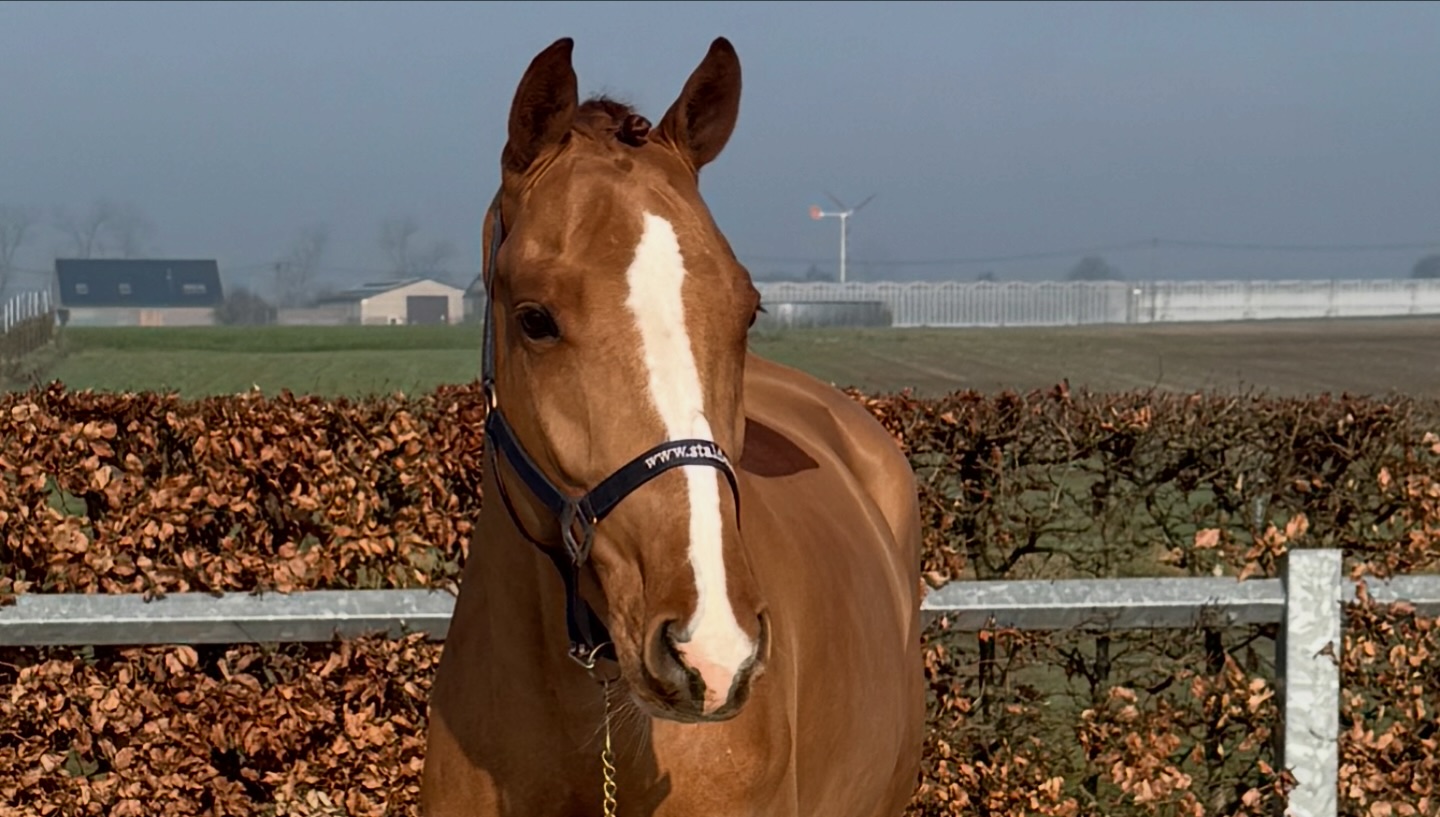 Cazzano ✨ (Casallo Z x Zidane) Talented and easy-going 5-year-old