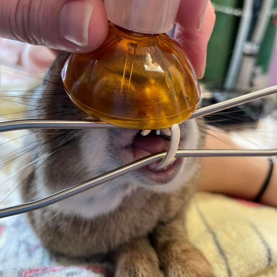 Did you know rabbit's teeth grow... - Dr. Stephanie Goldstein