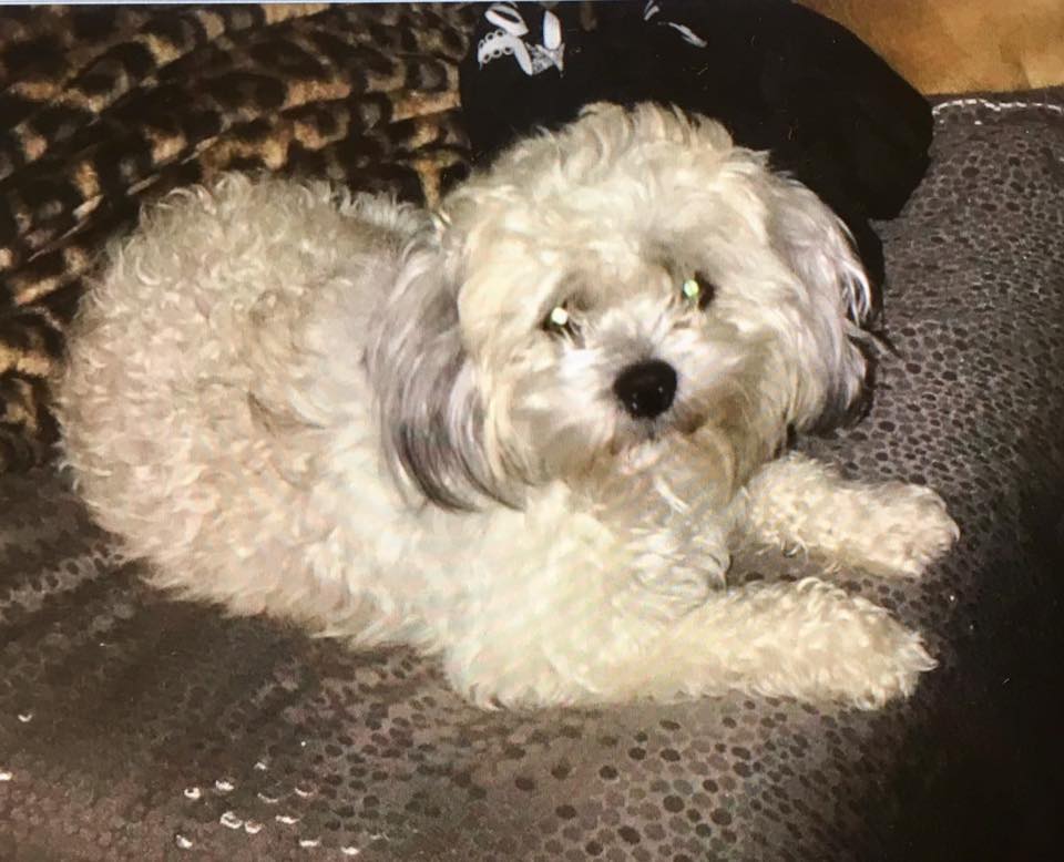 Sunday afternoon update: FOUND 🚨 LOST DOG – PLEASE HELP FIND JAX