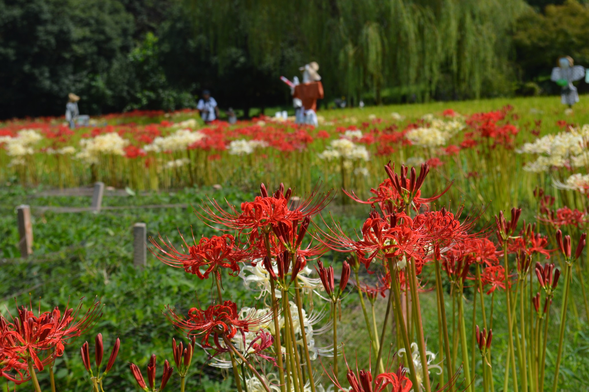 山田池公園 | Hirakata-shi Osaka