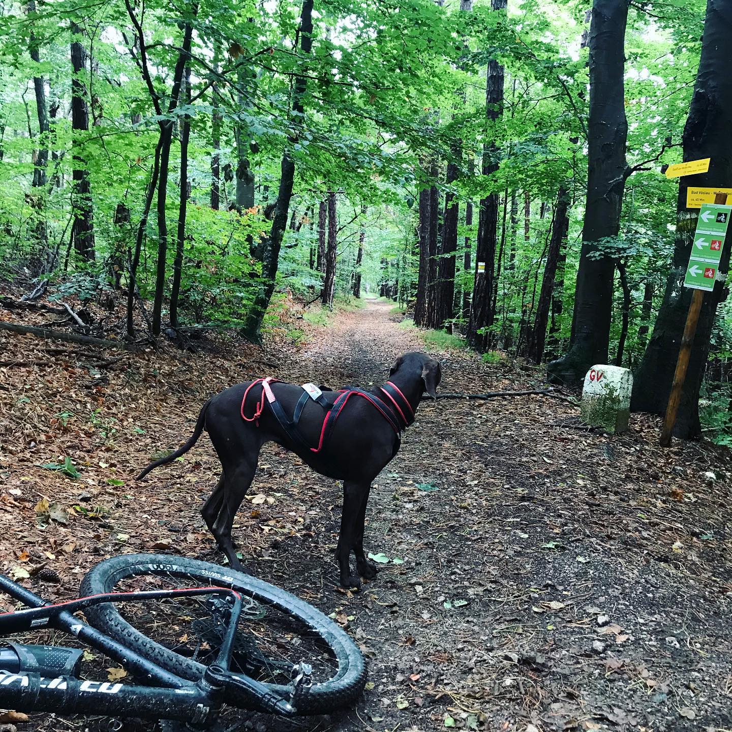 Red Dog Racing Team