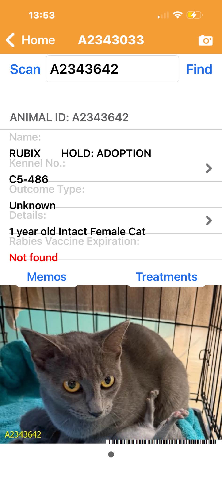 cat me様確認用 Foster needed for mom cat and baby in Palm Beach County