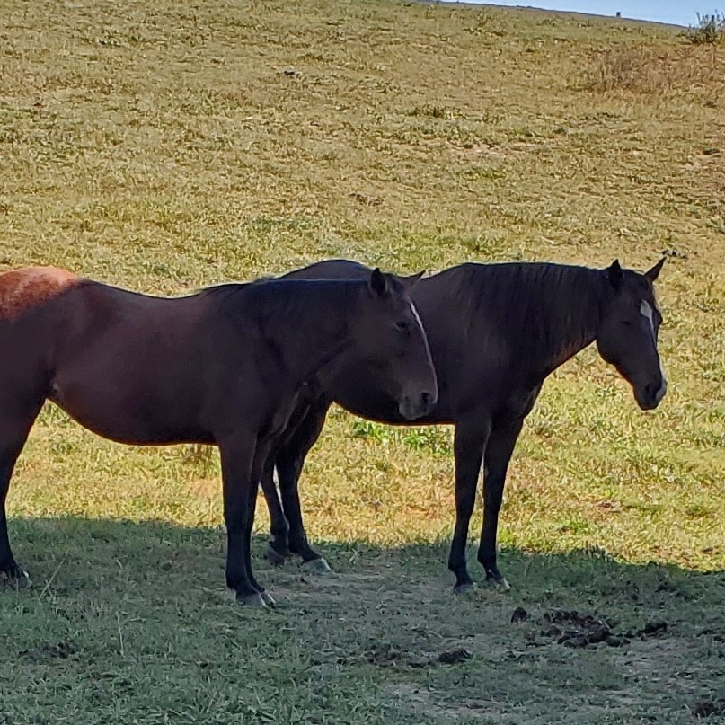 Cheap Horses for good homes | Facebook