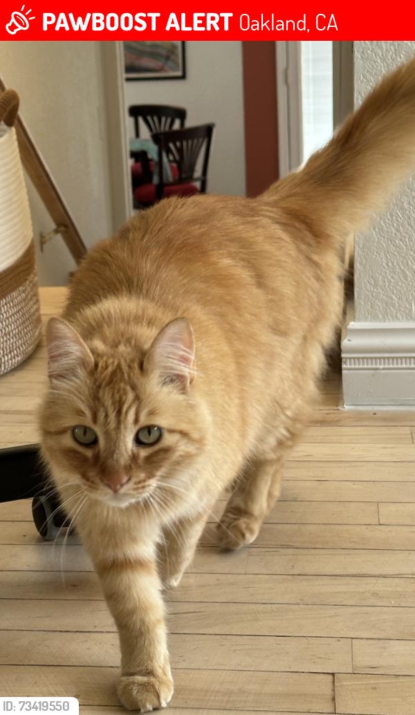Lost orange long hair cat in Oakland, CA