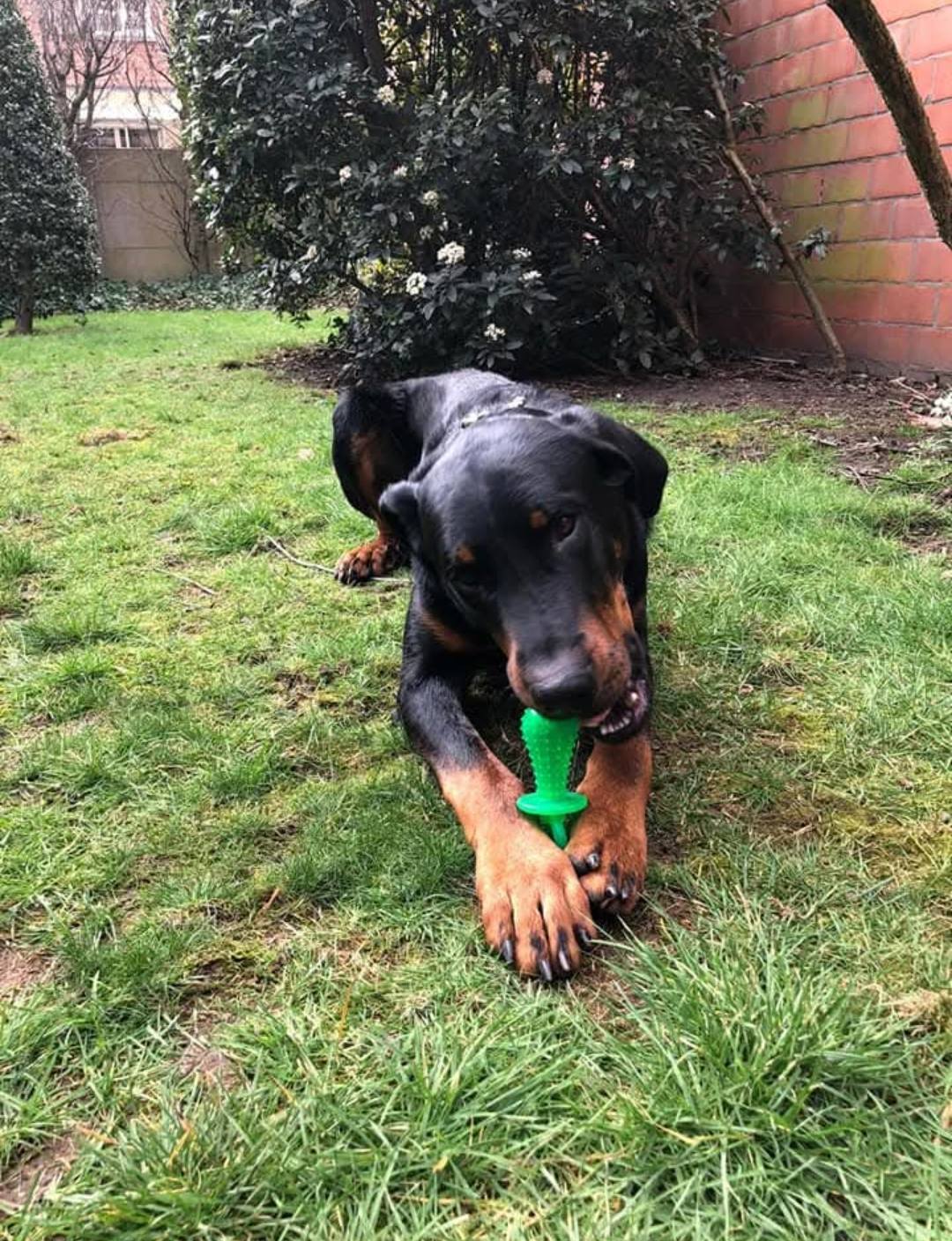 Beaucerons 'Le Bas Rouge Céleste' | Pottes