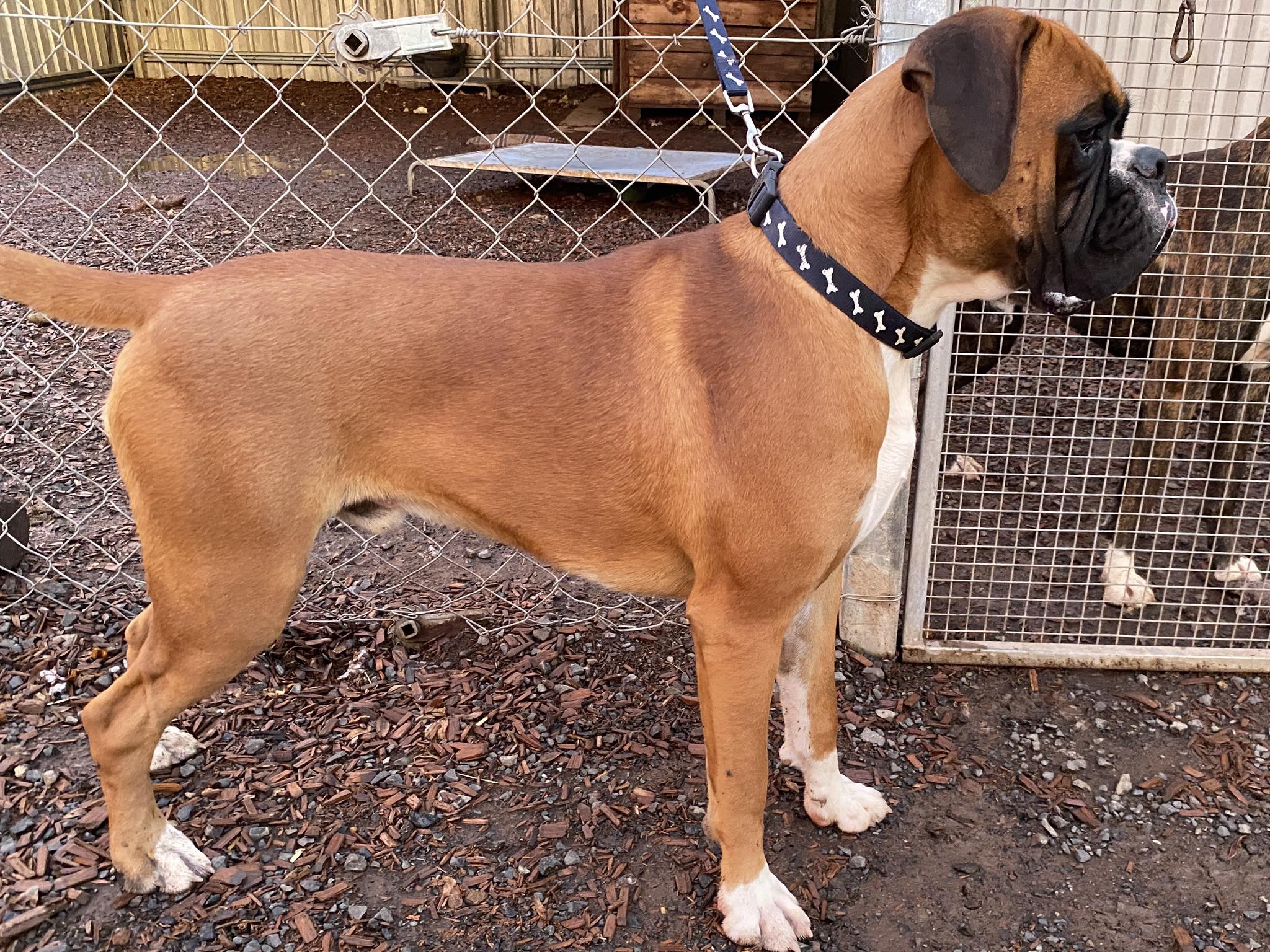 So happy how Champ is building up to... - Readimarr Boxers | Facebook