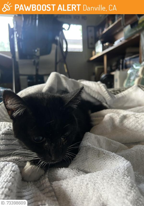 black★cat 🚨 This cat was FOUND TODAY in Danville, CA 94526 near El Cerro