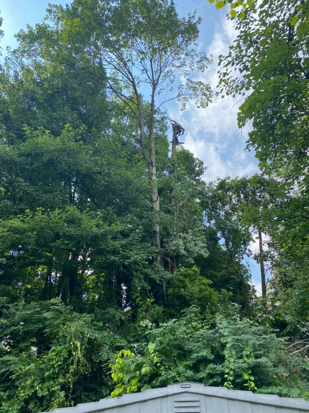 Out On A Limb Tree Co. | Canonsburg PA