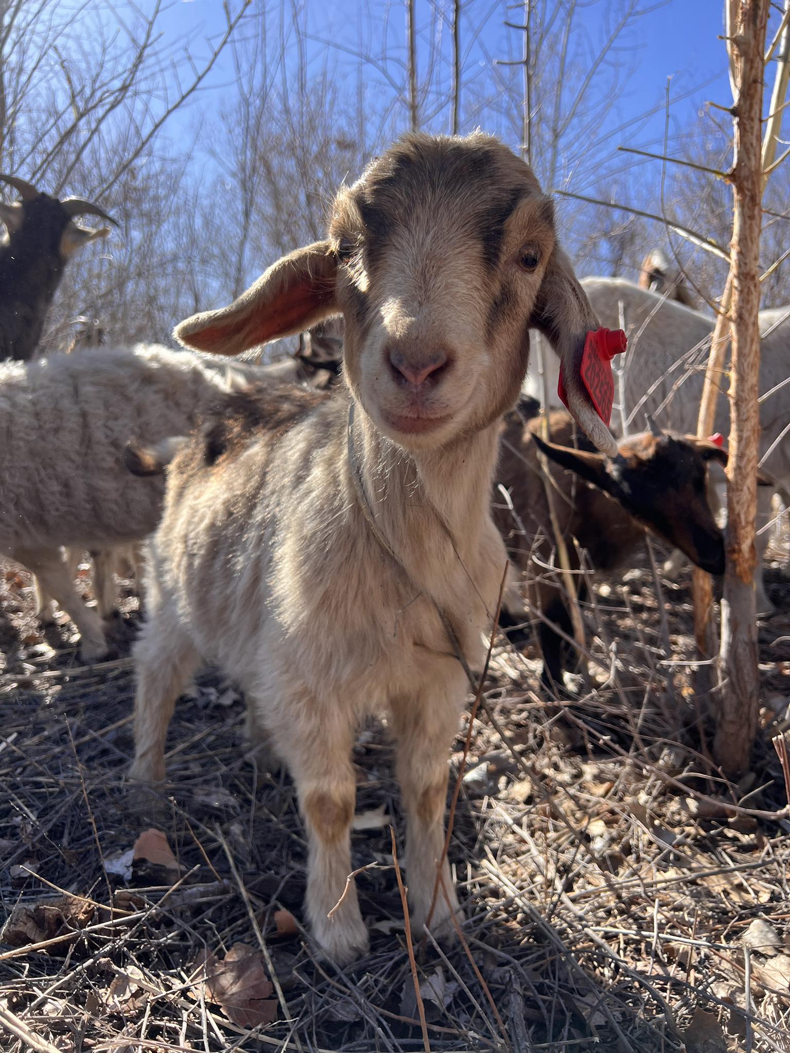 Galloping Goat Pumpkin Patch | Rio Rancho NM