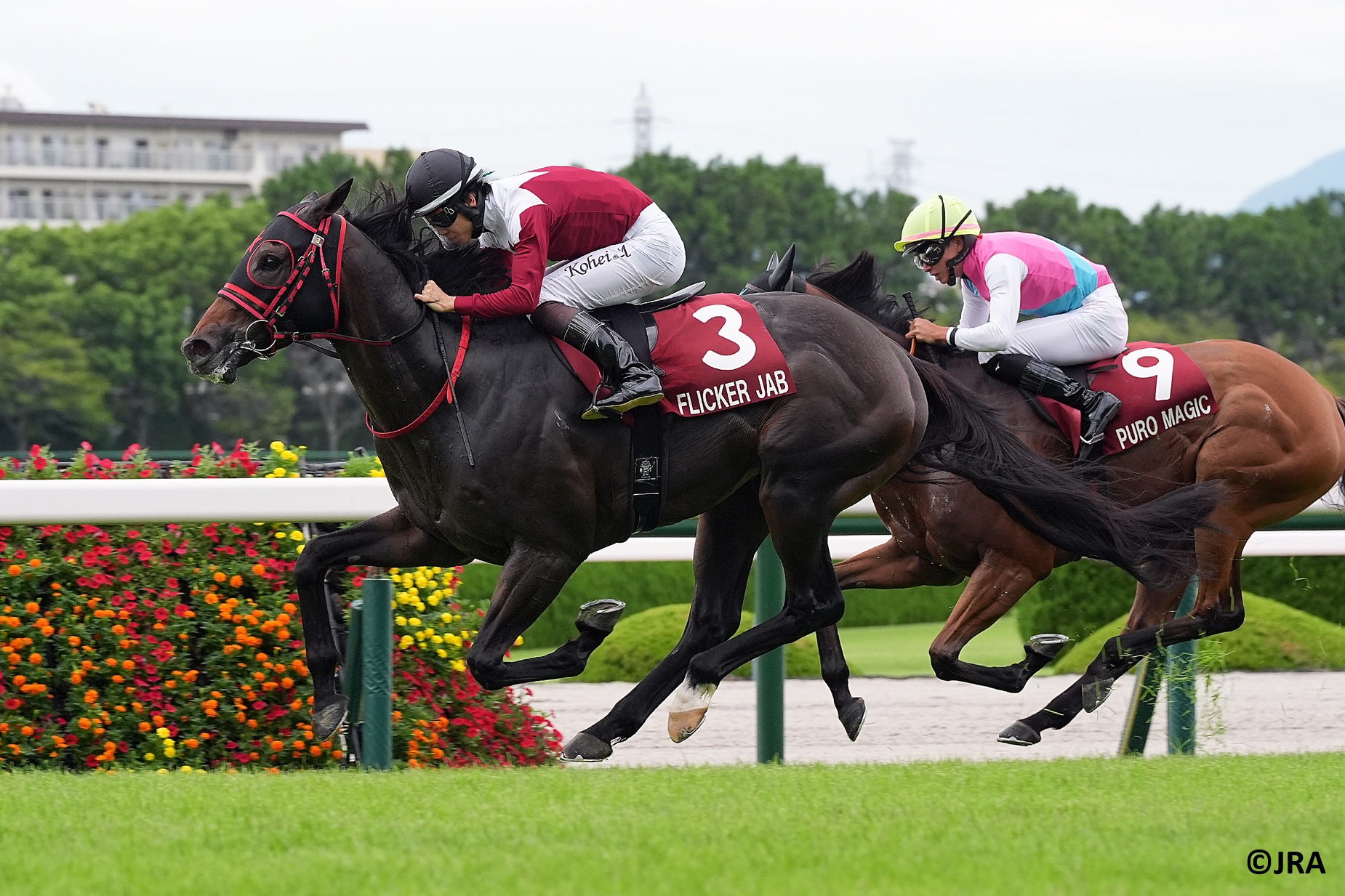 JRA（日本中央競馬会） - 2月5日（木）、ステイゴールドが21年の生涯