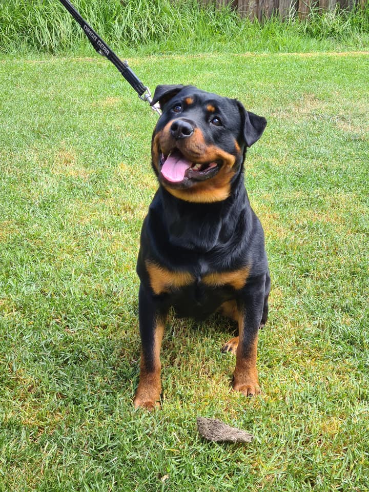Introducing our breeding bitch... - Landschaft Rottweilers