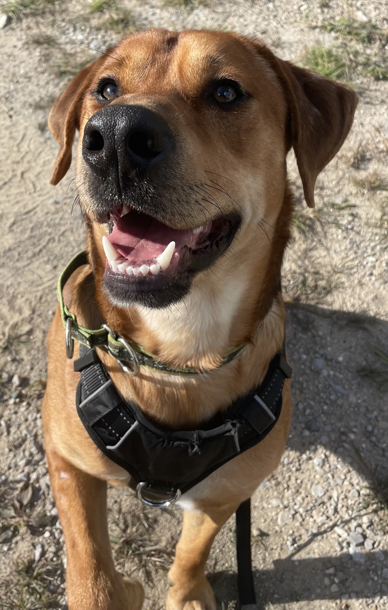 It's Pumpkin Time! Welcome... - Second Chance Animal Shelter | Facebook