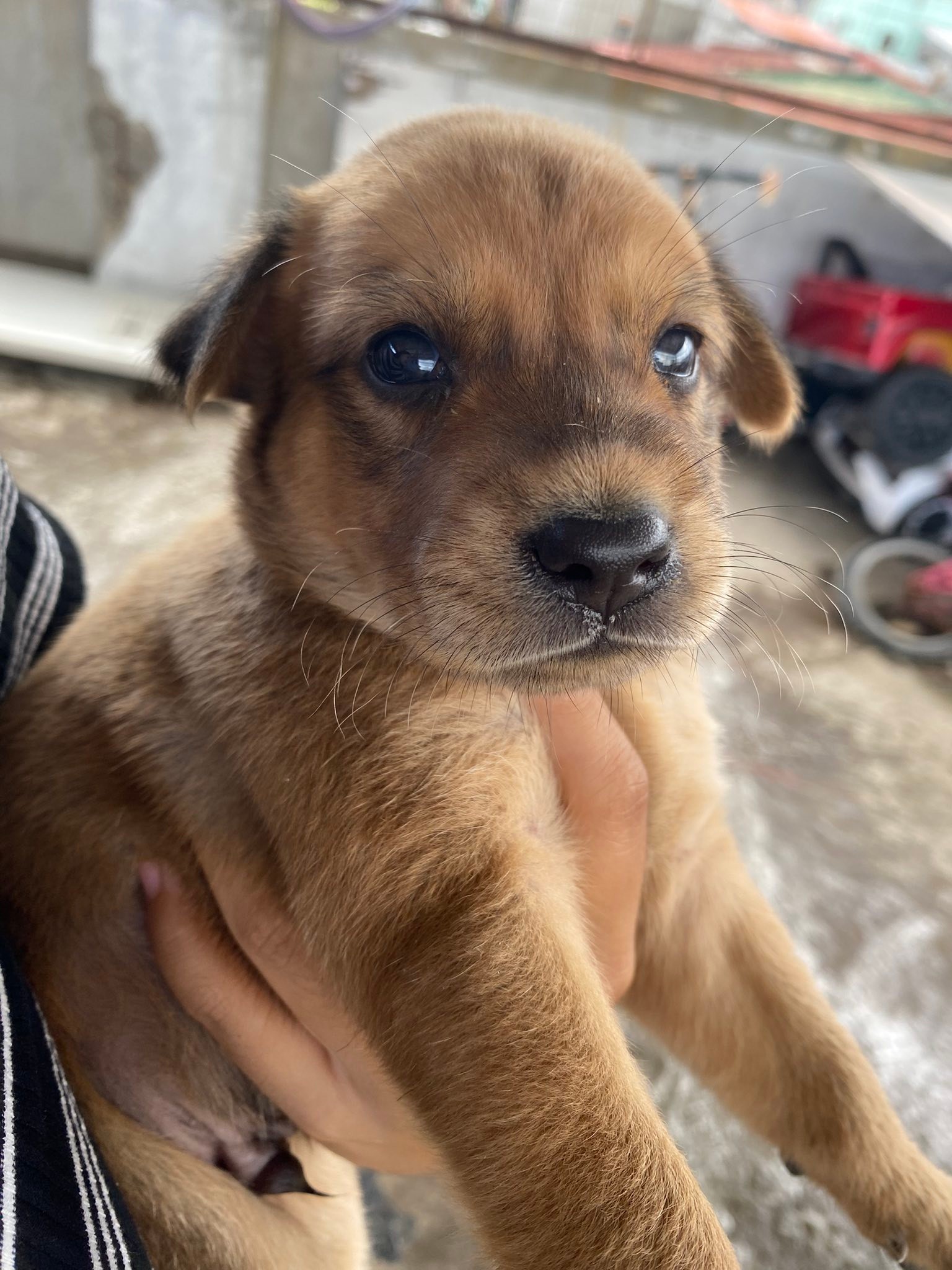 DOG LOVERS PHILIPPINES | Hi guys baka meron pong gusto mag adopt ng ...