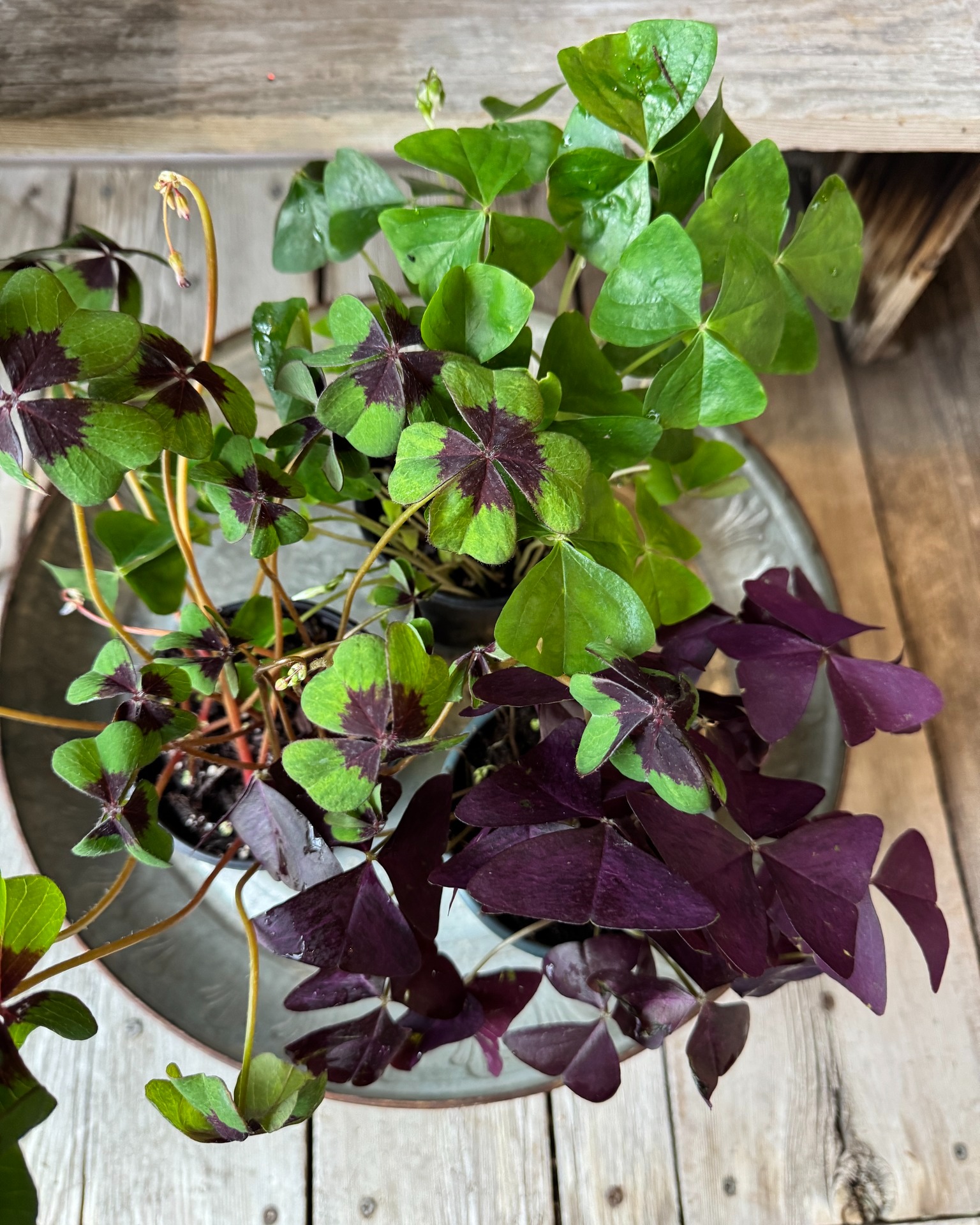 Oxalis 'Iron Cross' Good Luck Shamrock from ADR Bulbs