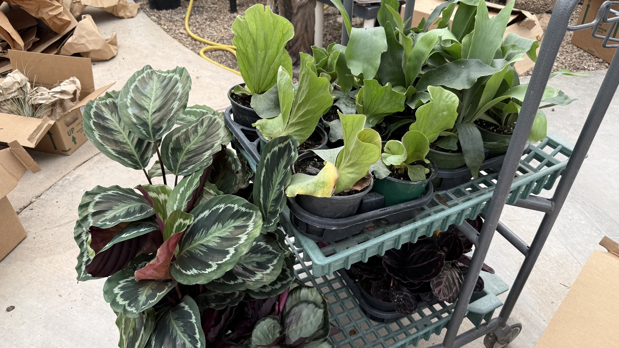 🌿 New Houseplants are Here Now that the repairs to the Tropical