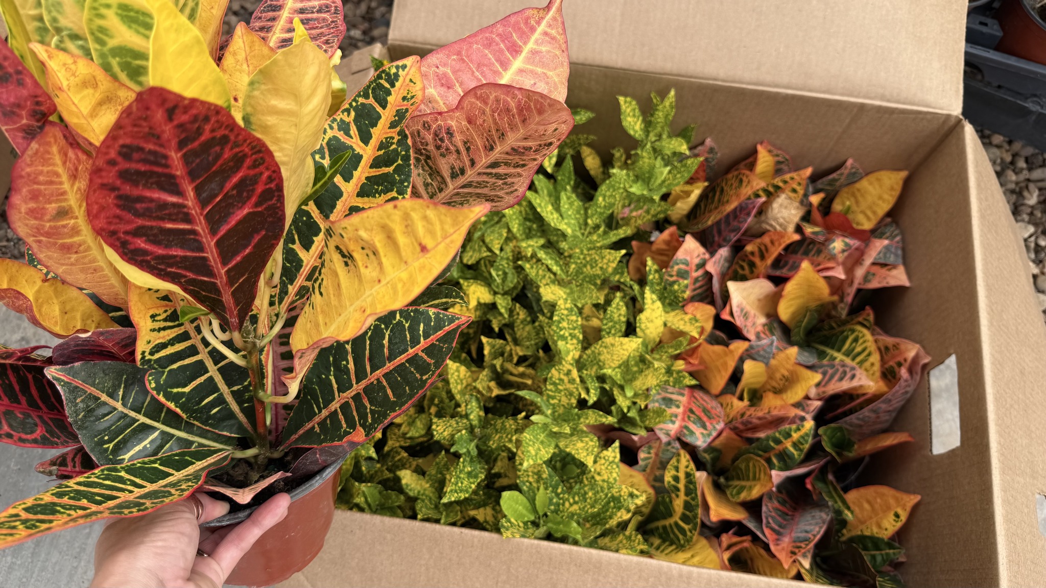 🌿 New Houseplants are Here Now that the repairs to the Tropical