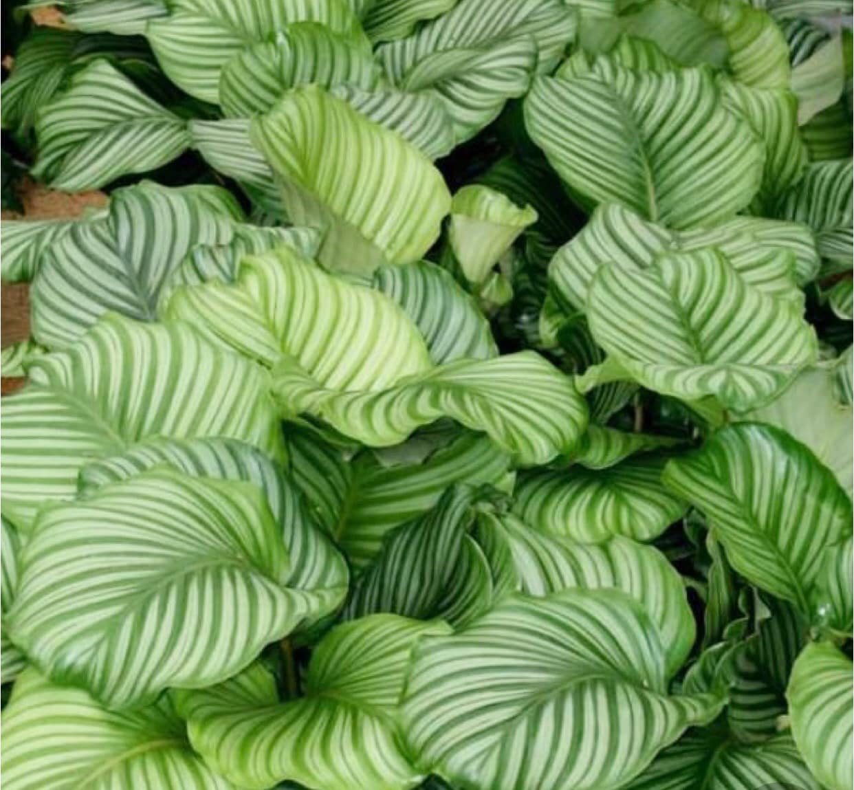 The Rare Rium - Plant &... - The Rare Rium - Plant & Moss Art