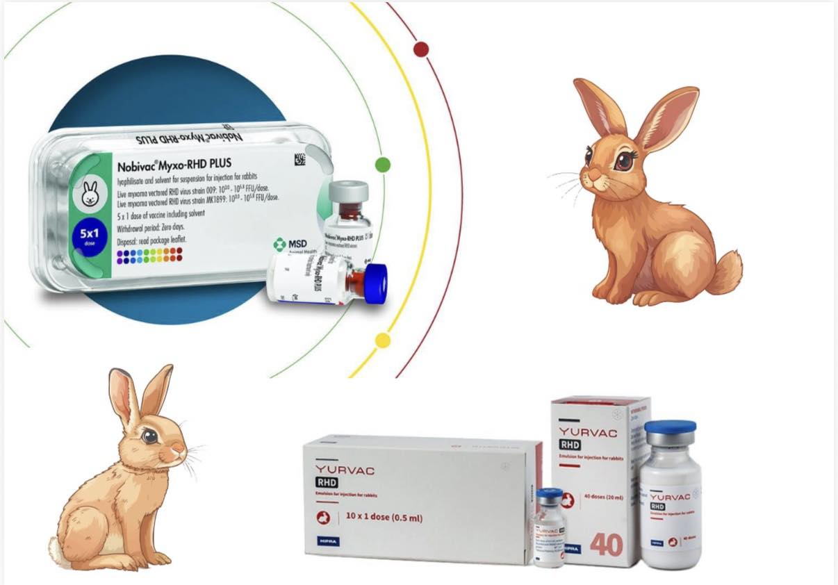 🐰 NEW Rabbit Vaccine Now... - New Era Veterinary Hospital | Facebook