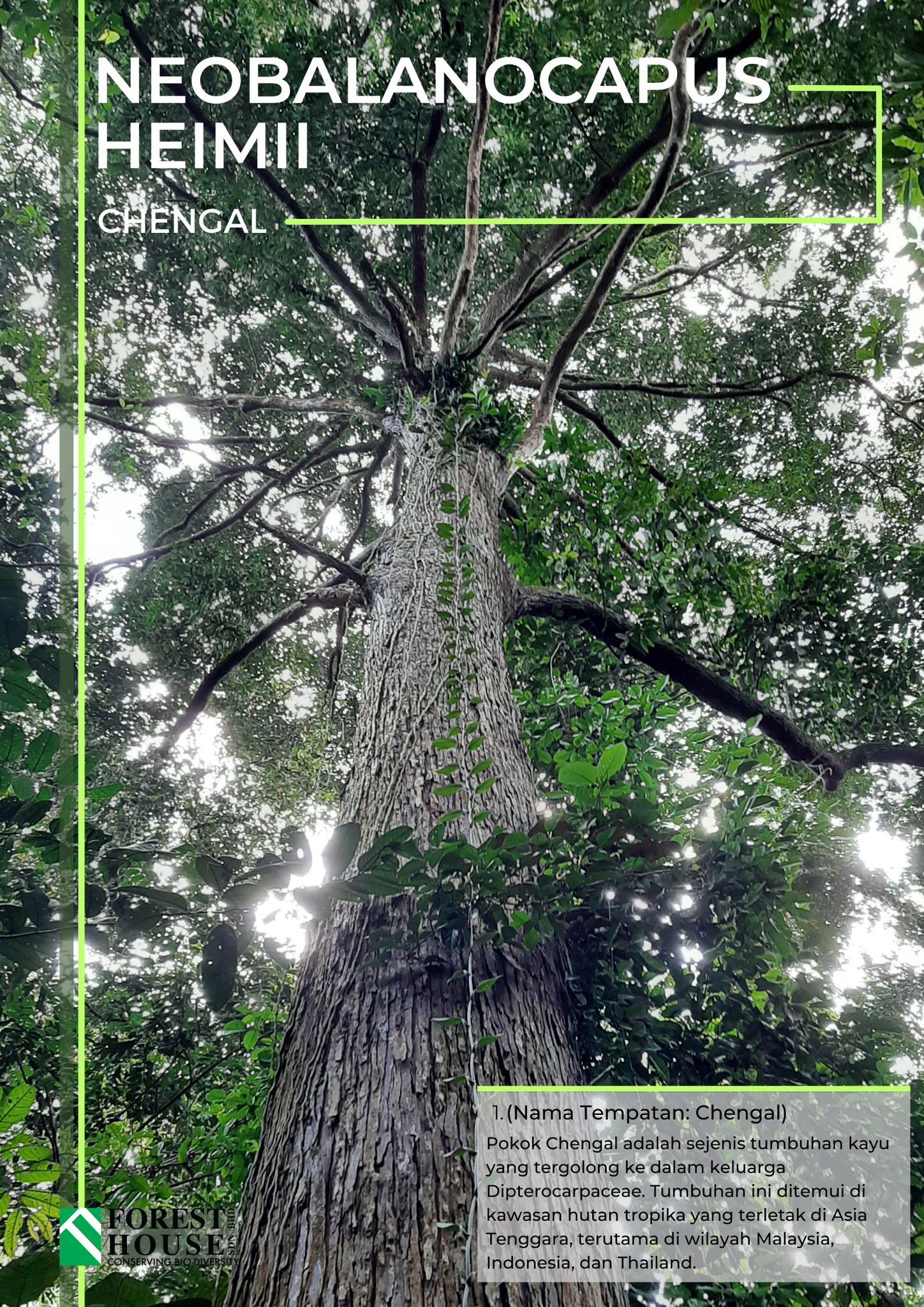 Neobalanocarpus heimii 🌳 Lebih... - Forest House Sdn Bhd | Facebook