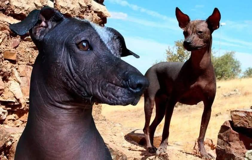 San - 🐕 EL PERRO PERUANO 🇵🇪 SIN PELO ️ Es más peruano que la papa - Se ...