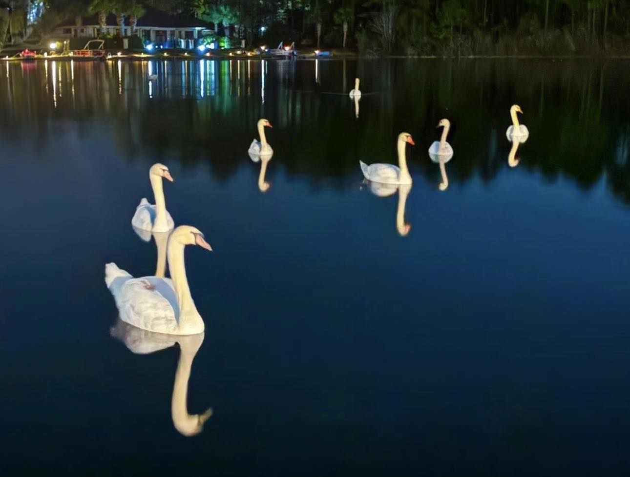 その他  Seven Swans Swimming 2021 Finally captured a photo of Seven Swans a Swimming in the backyard