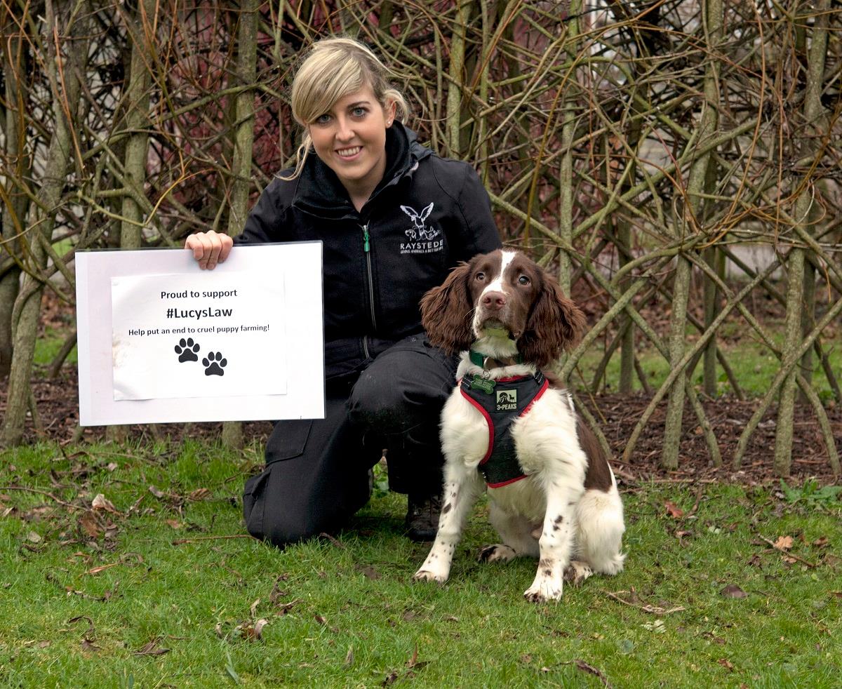Train-d - Dog Training in Brighton & Hove | Brighton