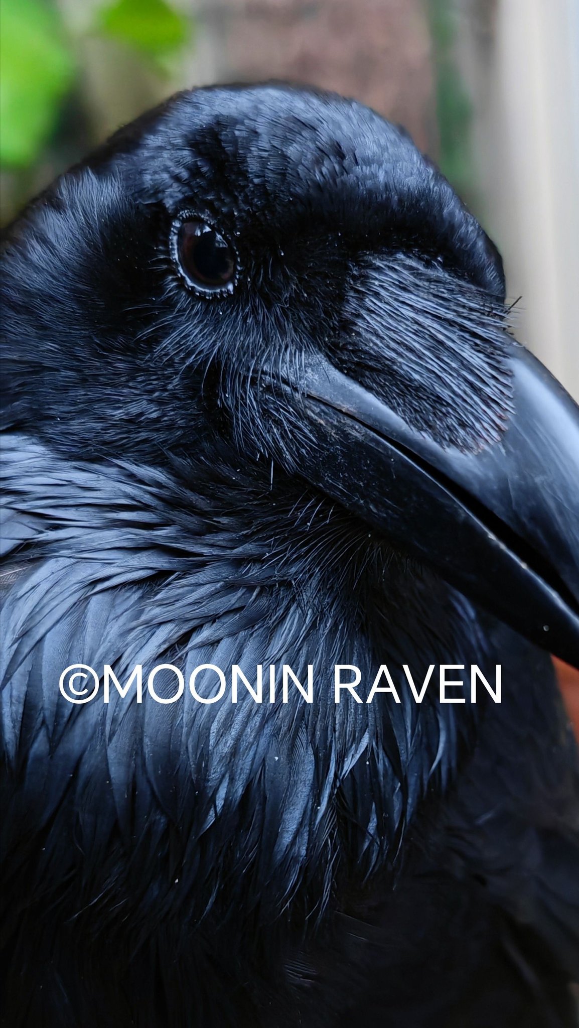 Moonin Raven - In shadows deep, they weave the night, With... | Facebook