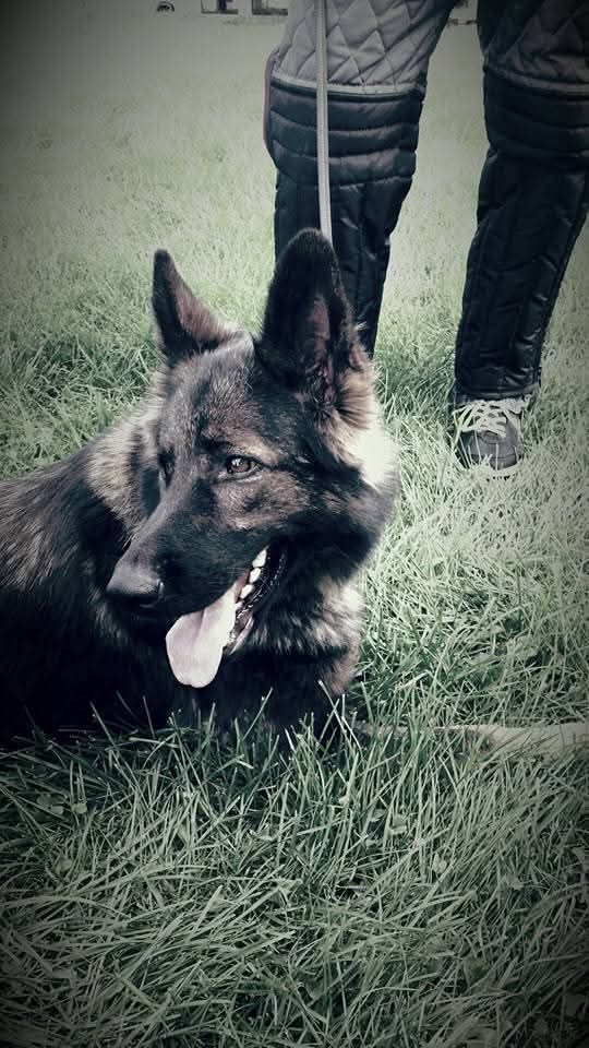 A mon avis , chaque... - Centre Canin Éric Bissonnette | Facebook