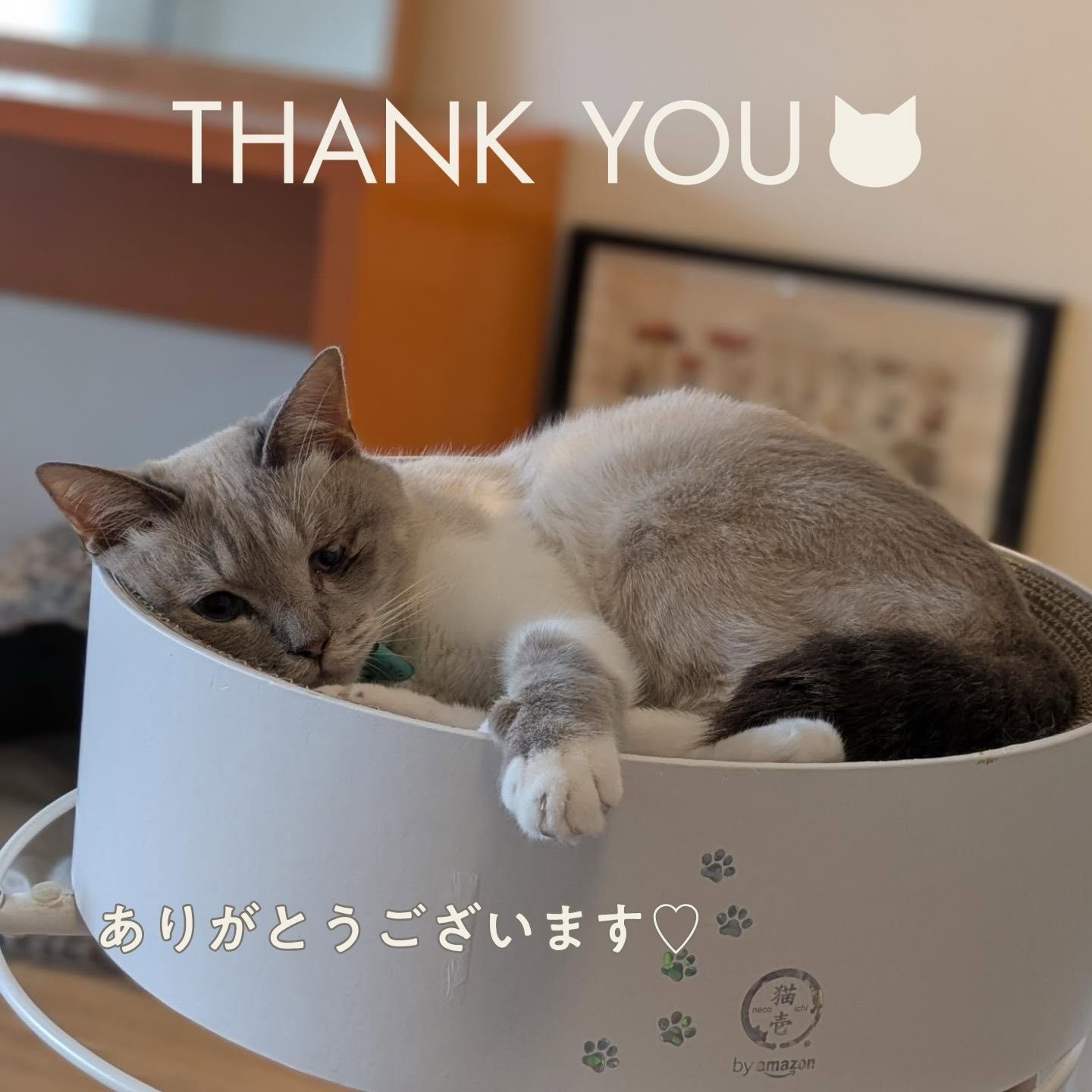 猫壱（ねこいち・ネコイチ） (@necoichi.co.jp) • Facebook