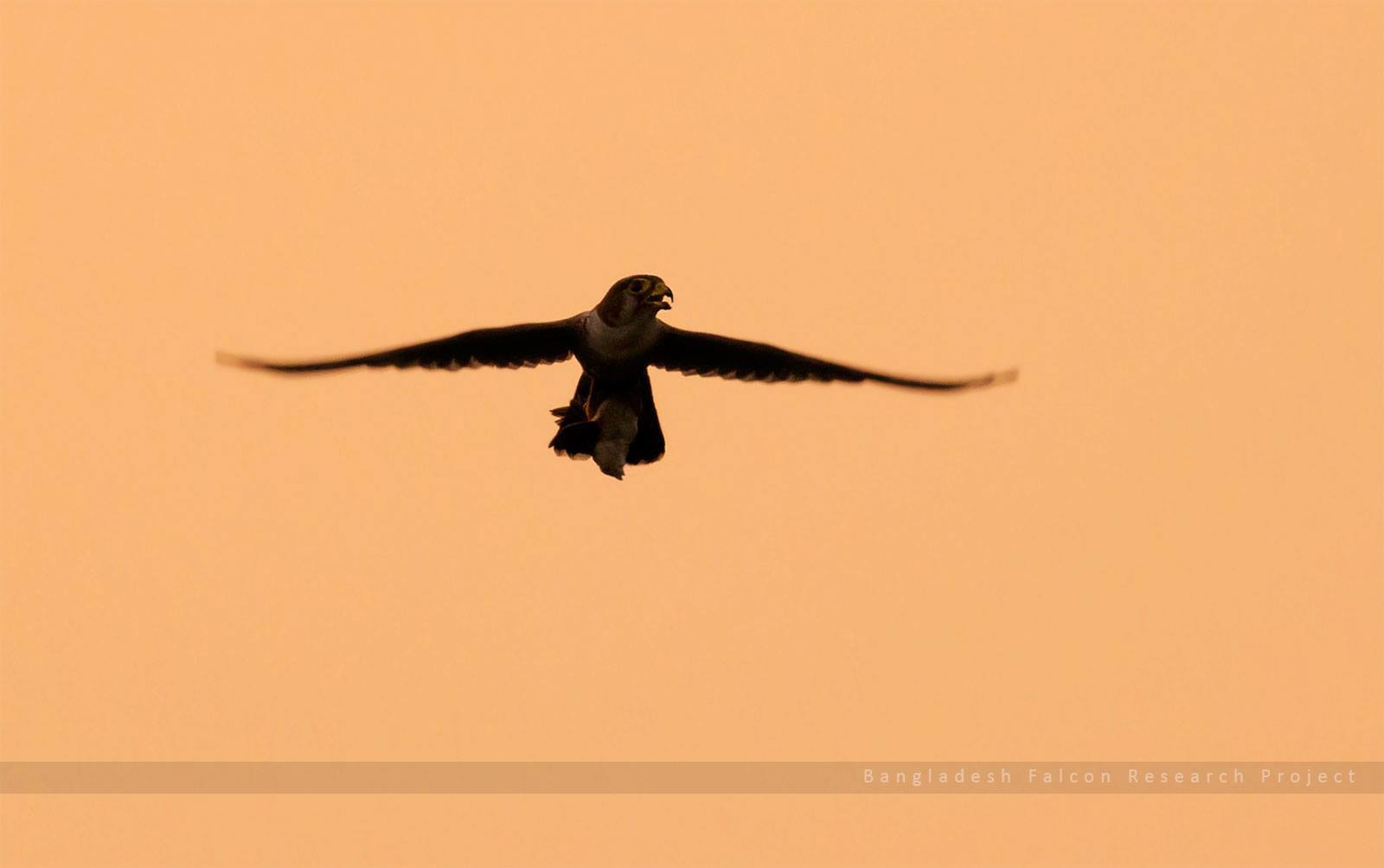 Bangladesh Falcon Research Project