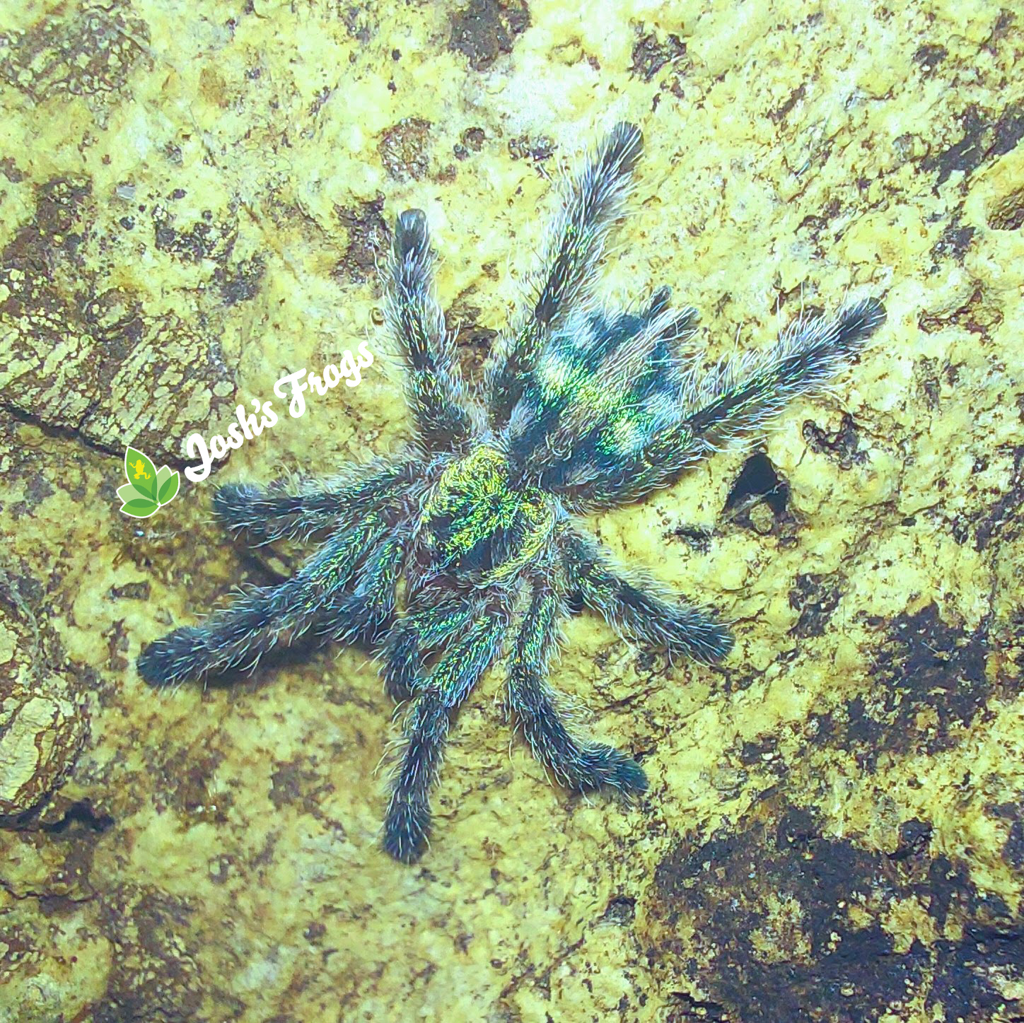 Ybyrapora diversipes, commonly known as the Amazon Sapphire
