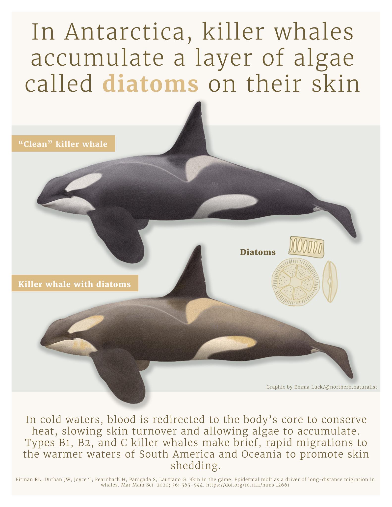do whales have glutathione Killer whales' unique skin shedding process in warm waters Size:70ml / 2.36 fl.oz Neurobion vitamine B1 B6 Dark spot