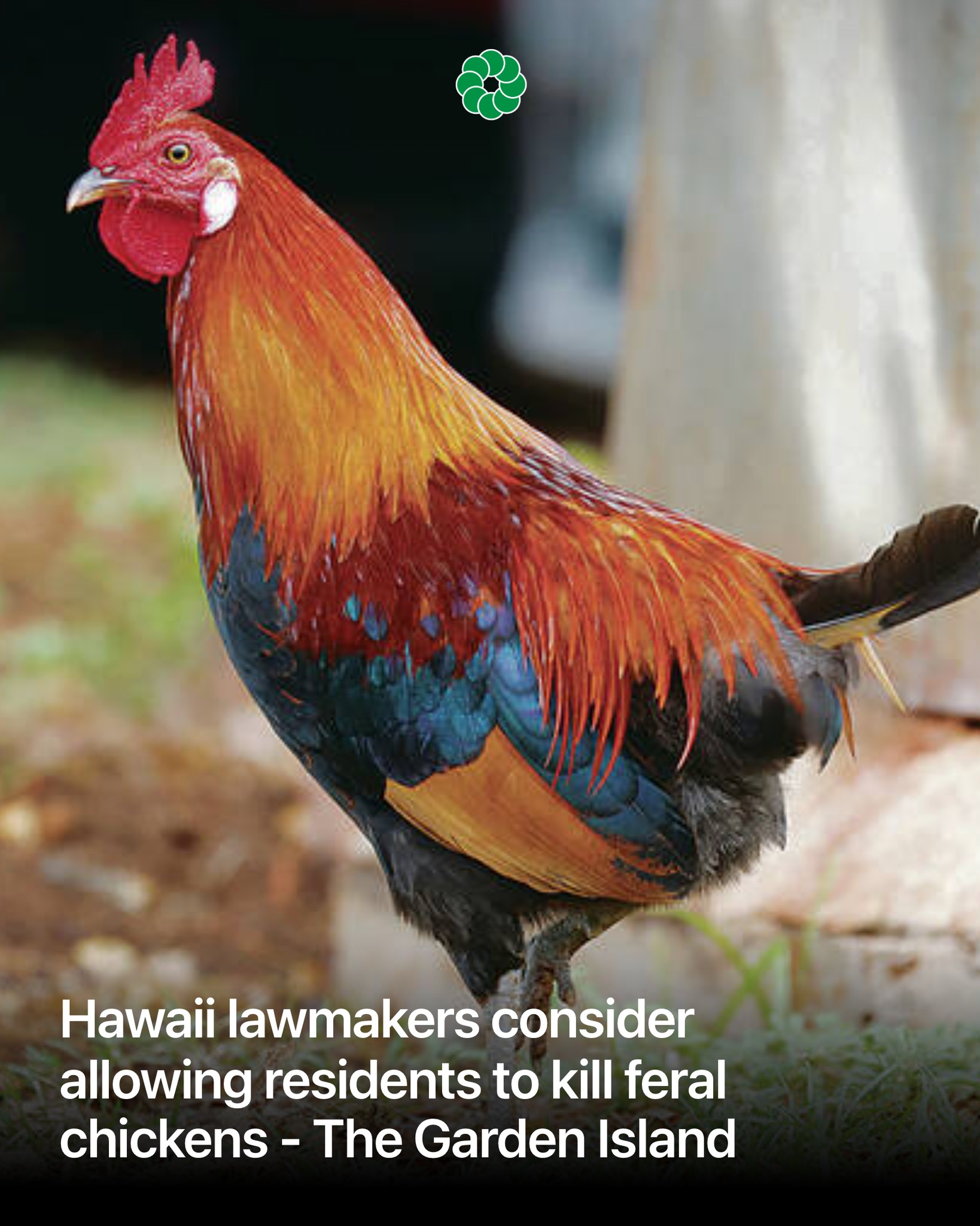 The Garden - Hawaii lawmakers consider allowing residents to kill feral ...