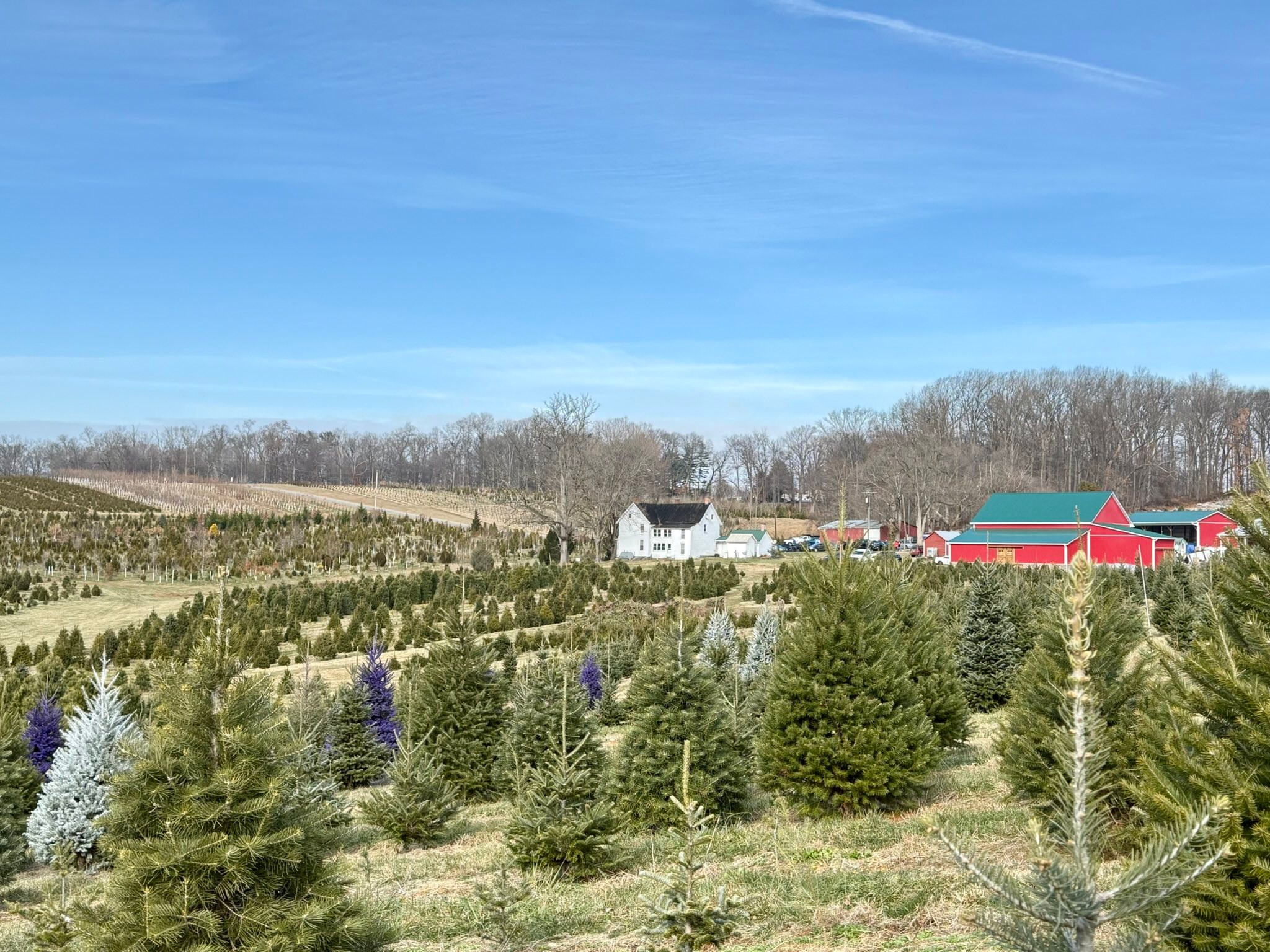 Davidson Christmas Tree Farm | Upperco MD